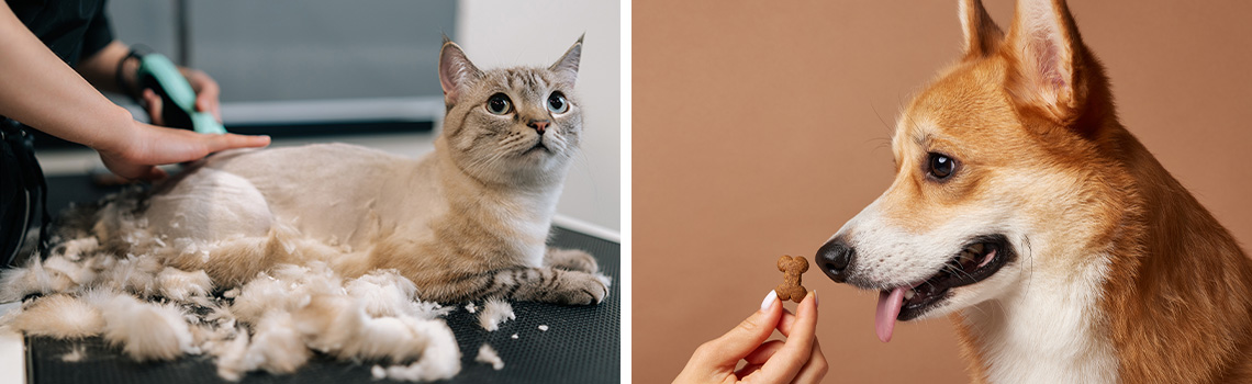 Building Customer Trust Through Effective Service in Pet Stores