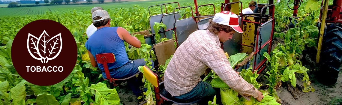 Tobacco Production